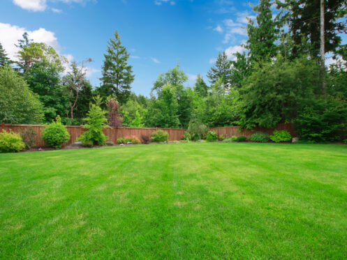 Fenced lawn with dry patches