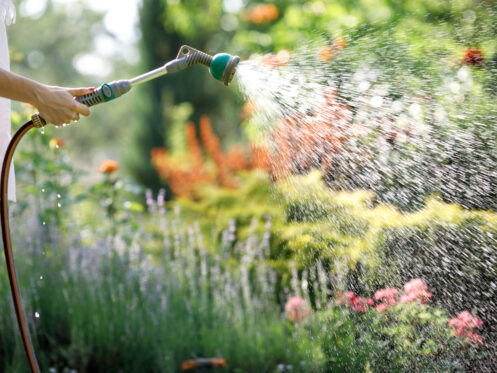 Watering garden with hose